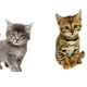 Illustration for article titled Uber Celebrates National Cat Day By Delivering Kittens to Your Door